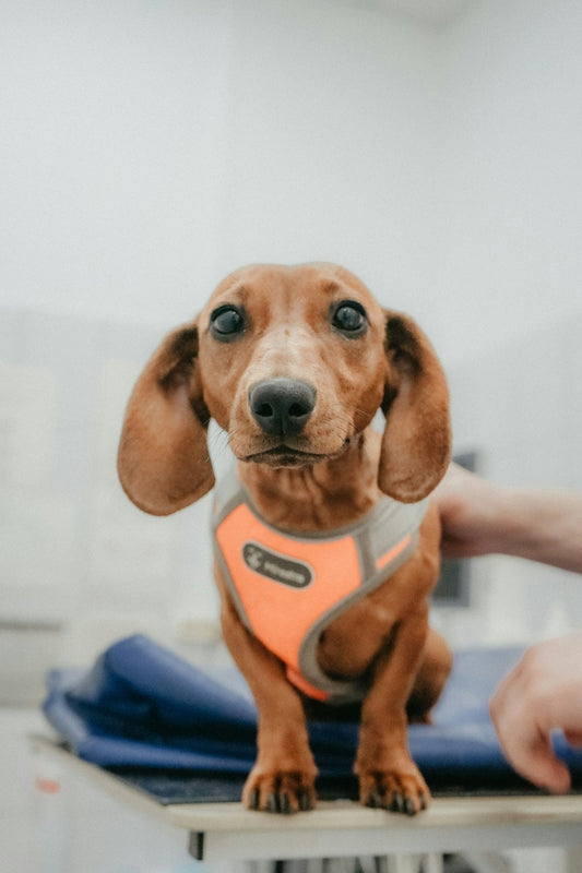 De gezondheidsvoordelen van een orthopedische hondenmand voor grote honden uitgelegd - PawRelax