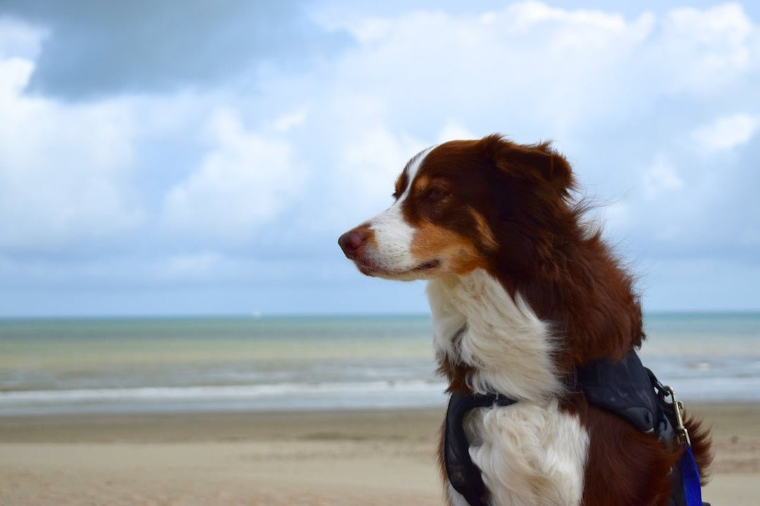 De ultieme gids voor het kiezen van een orthopedische hondenmand voor grote honden - PawRelax