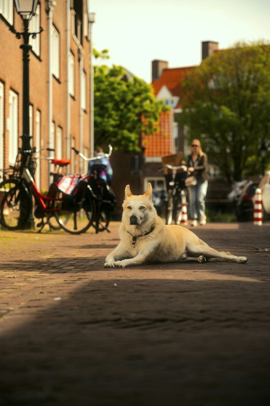 Pawrelax als gamechanger voor het comfort van grote honden - PawRelax