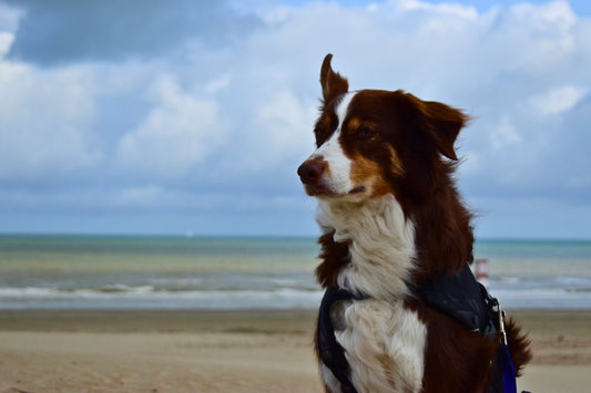 Waarom kalmerende orthopedische hondenmanden essentieel zijn voor de slaap van grotere honden - PawRelax